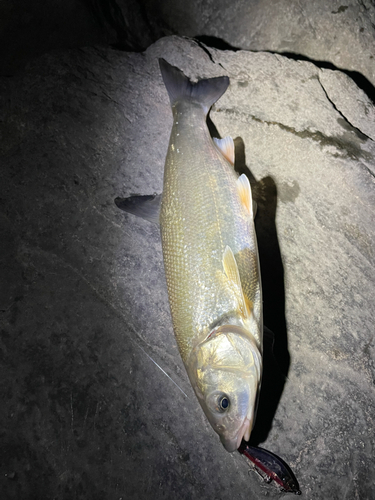 コノシロの釣果