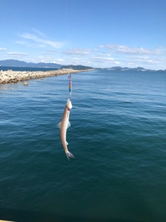 エソの釣果