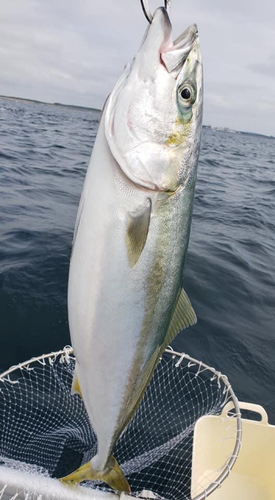 ヤズの釣果