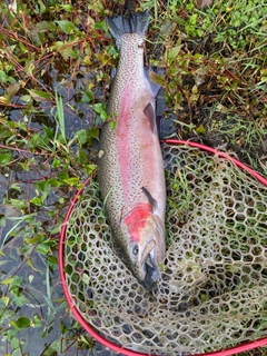 ニジマスの釣果