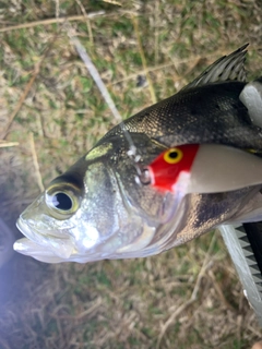 セイゴ（タイリクスズキ）の釣果