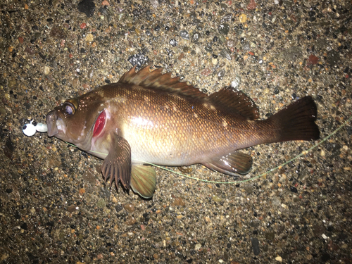 ガヤの釣果