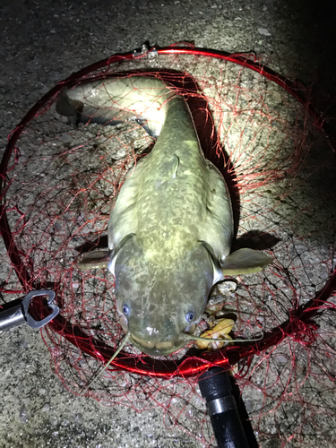 マナマズの釣果