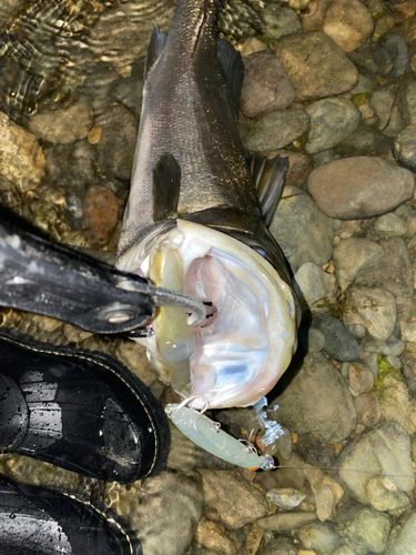 シーバスの釣果