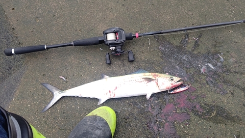 サゴシの釣果