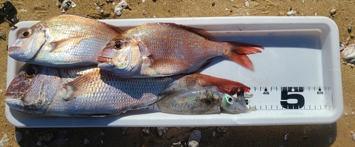 タイの釣果