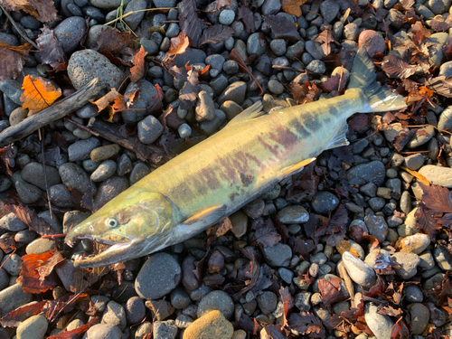 サケの釣果