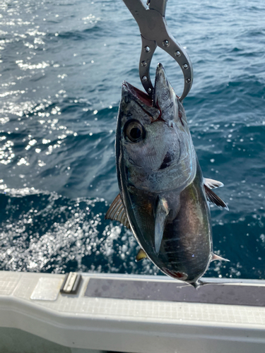 タイの釣果