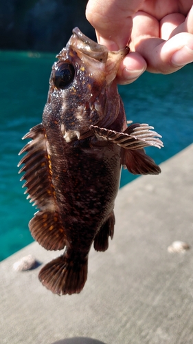 オウゴンムラソイの釣果