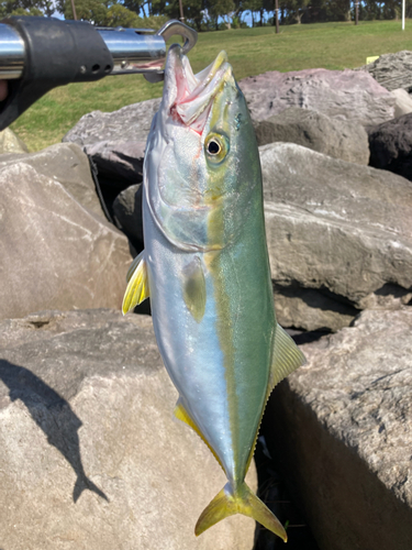 イナダの釣果