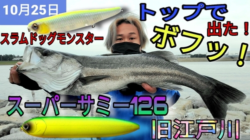 シーバスの釣果