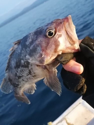 マゾイの釣果