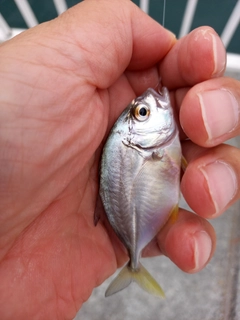 メッキの釣果