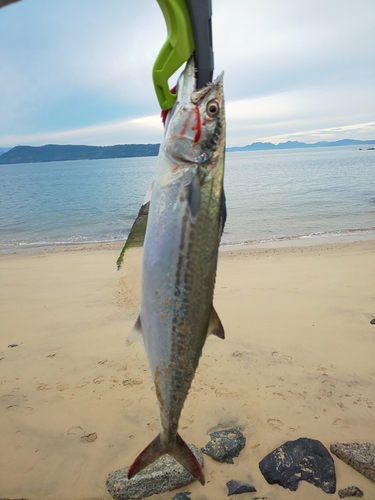 サゴシの釣果