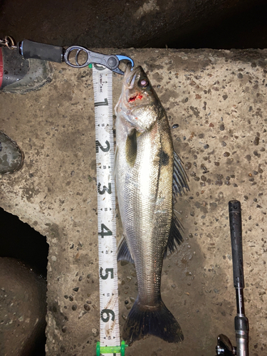 シーバスの釣果