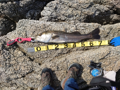 ハマチの釣果