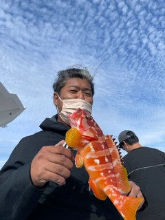 アカハタの釣果