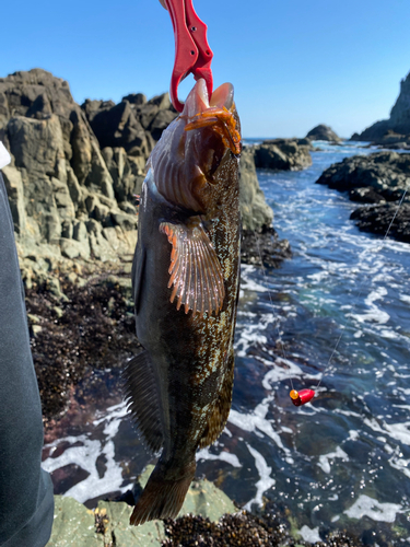 アイナメの釣果