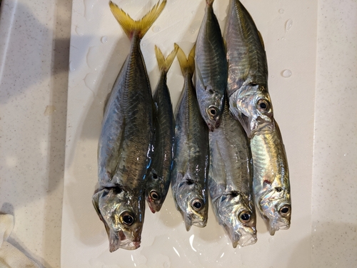 アジの釣果