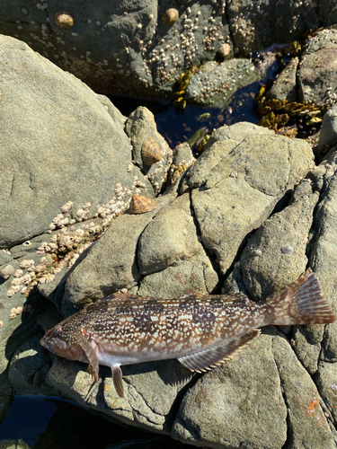 アイナメの釣果