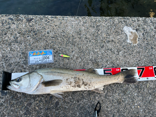 シーバスの釣果