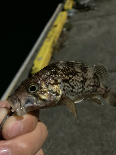 ソイの釣果