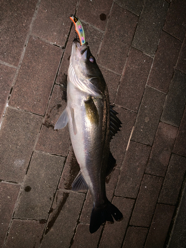 シーバスの釣果