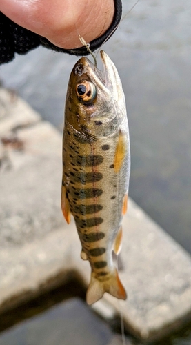 ヤマメの釣果