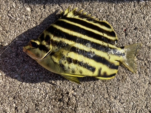 カゴカキダイの釣果