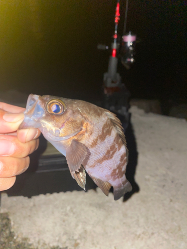 メバルの釣果