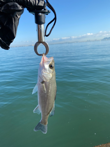 セイゴ（マルスズキ）の釣果