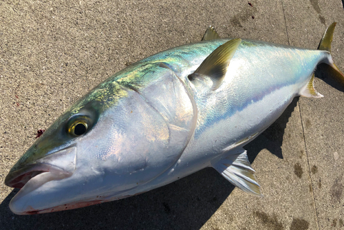 ハマチの釣果