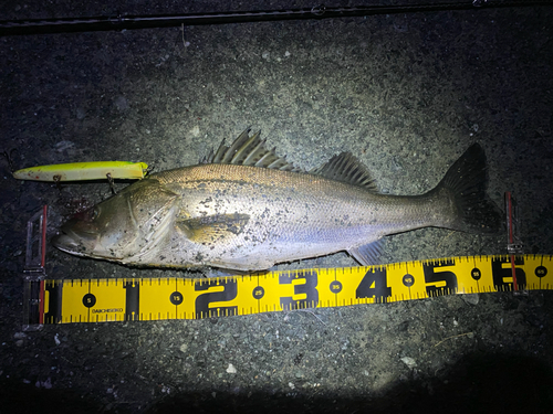 シーバスの釣果