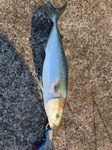 ハマチの釣果