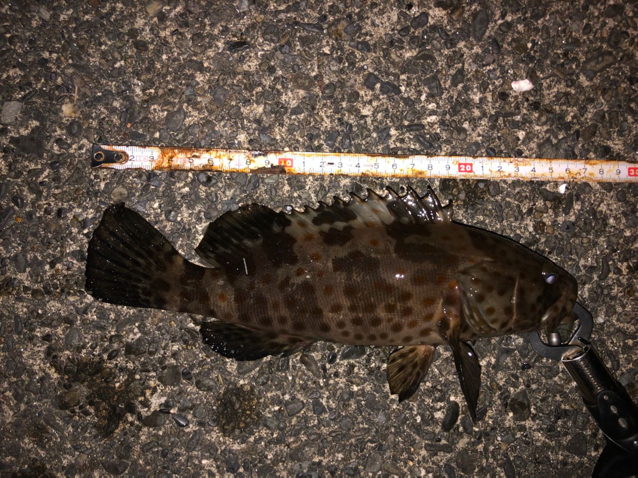 チャイロマルハタ