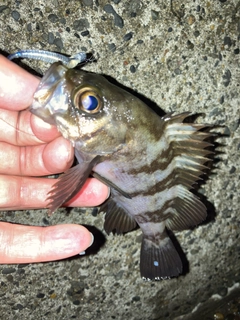 メバルの釣果