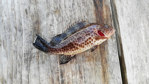 オオモンハタの釣果