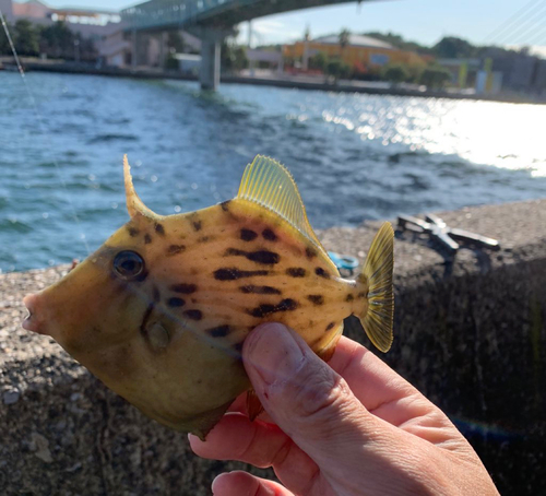 カワハギの釣果