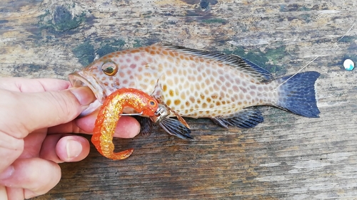 オオモンハタの釣果