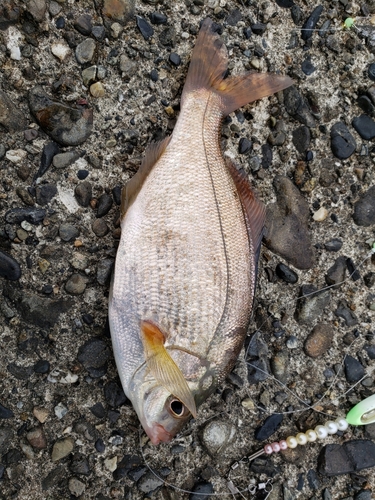 ウミタナゴの釣果