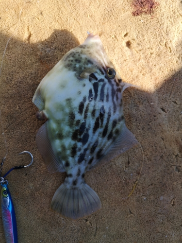 カワハギの釣果