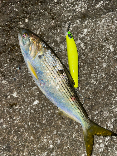 コノシロの釣果