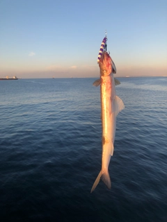 エソの釣果