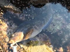 アブラコの釣果