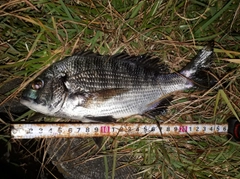 キビレの釣果
