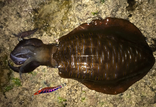 アオリイカの釣果