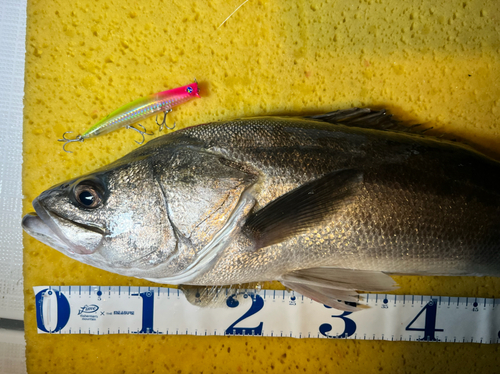 シーバスの釣果