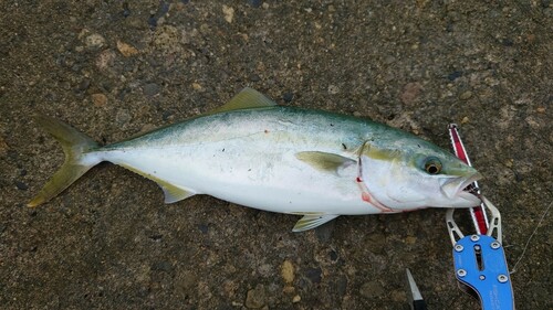 イナダの釣果