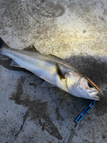 スズキの釣果