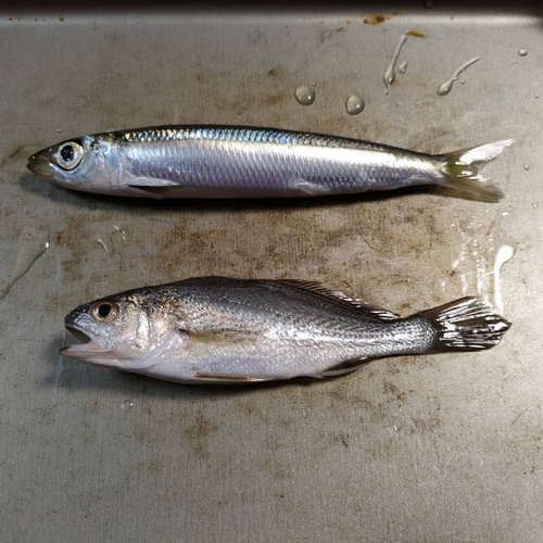 ウルメイワシの釣果